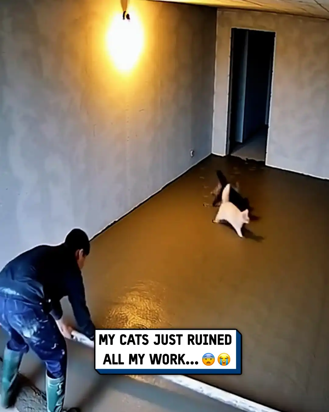 Cats ruin fresh concrete 🐱😮