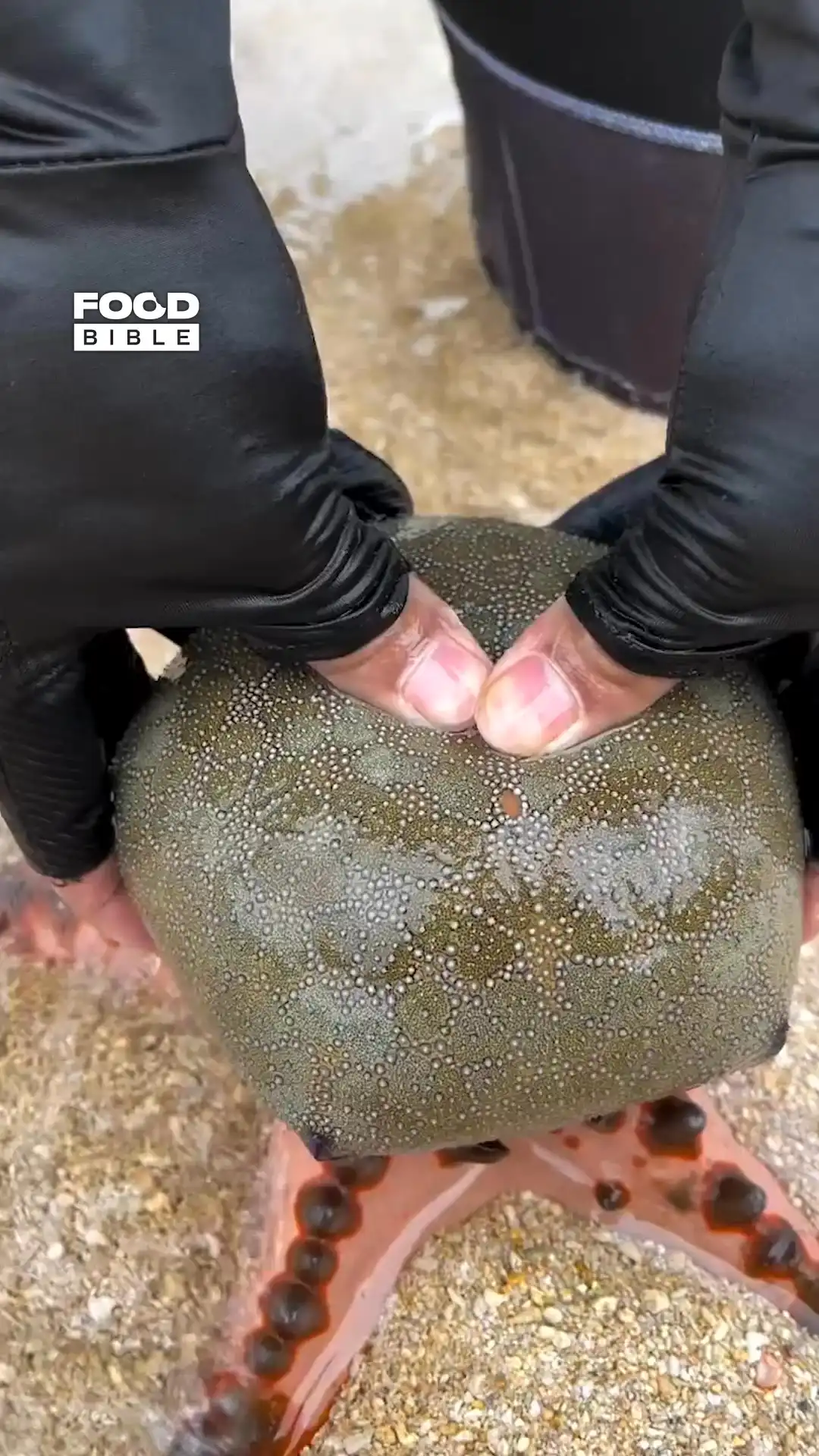 Golden eggs inside sea creature ⭐