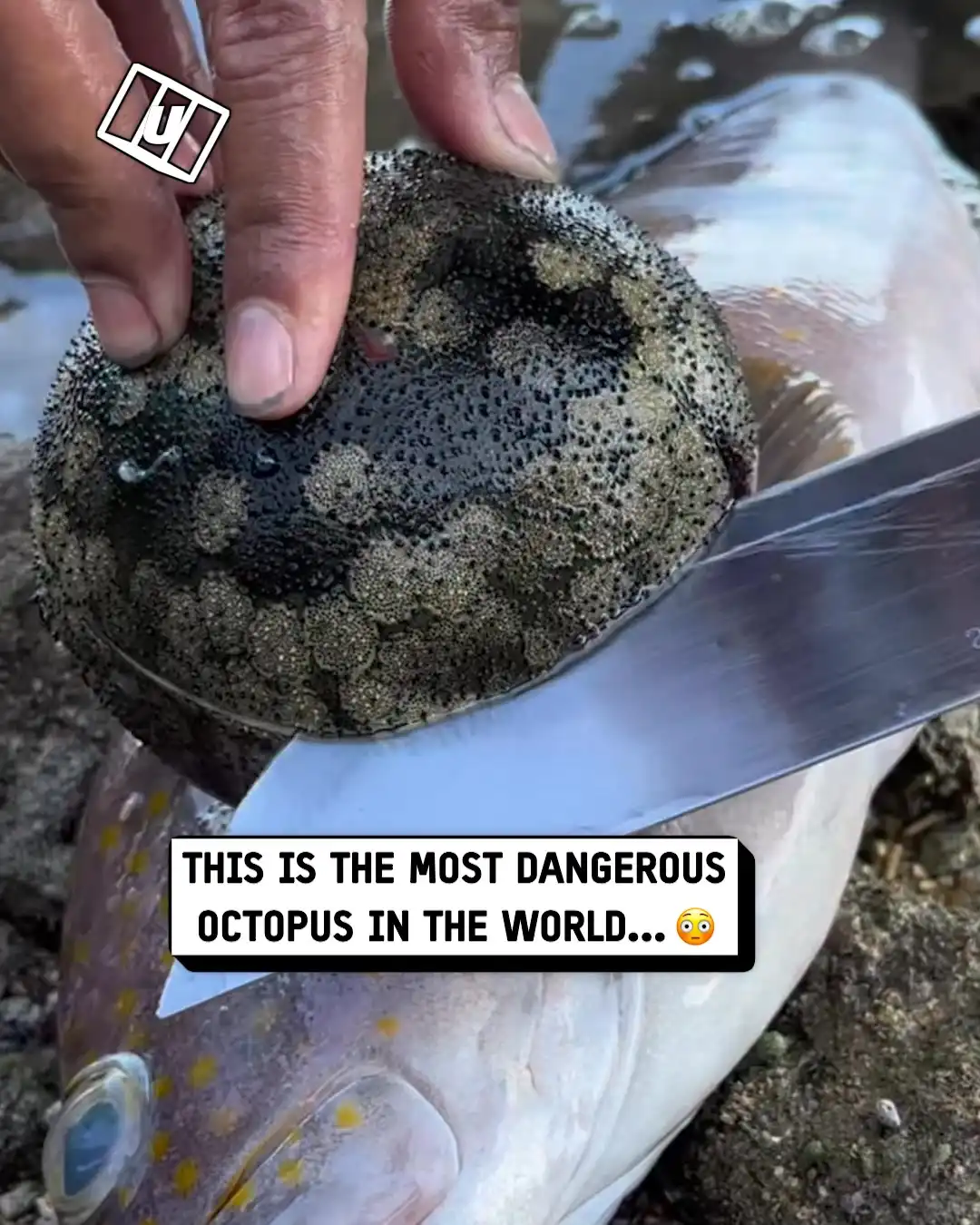 Most dangerous octopus in the world
