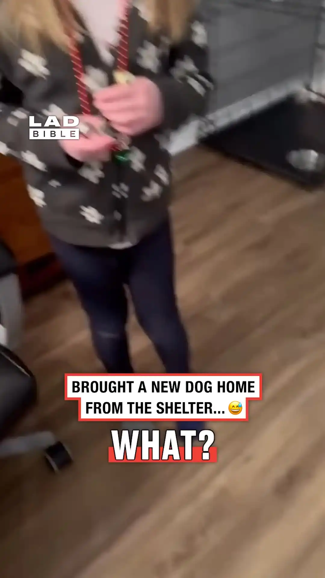 Little girl is terrified of the familys new tiny dog 😅