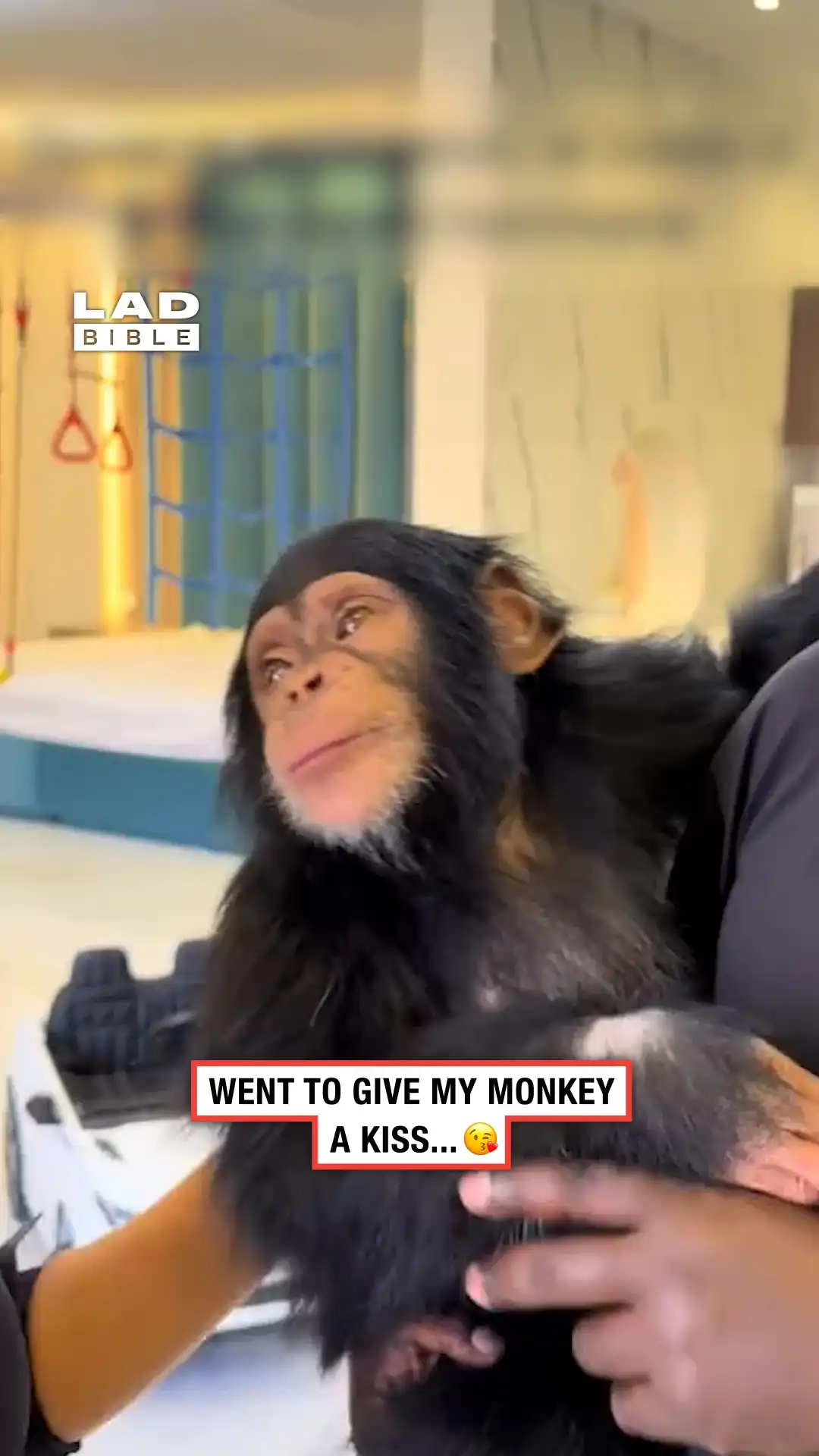 My pet monkey went a bit too far ๐ณ