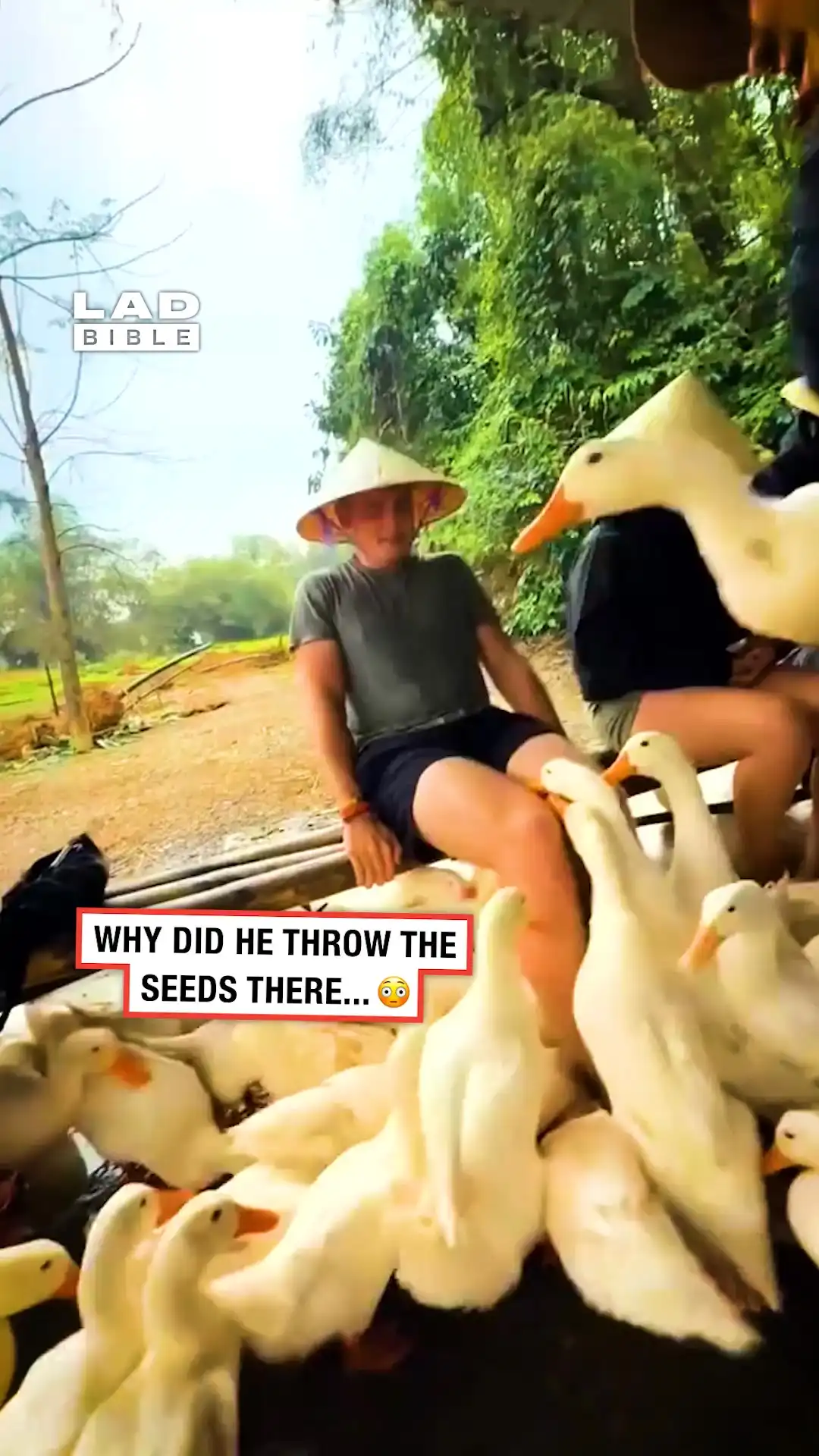 Ducks Get a Bit Too Close For Comfort 🦆