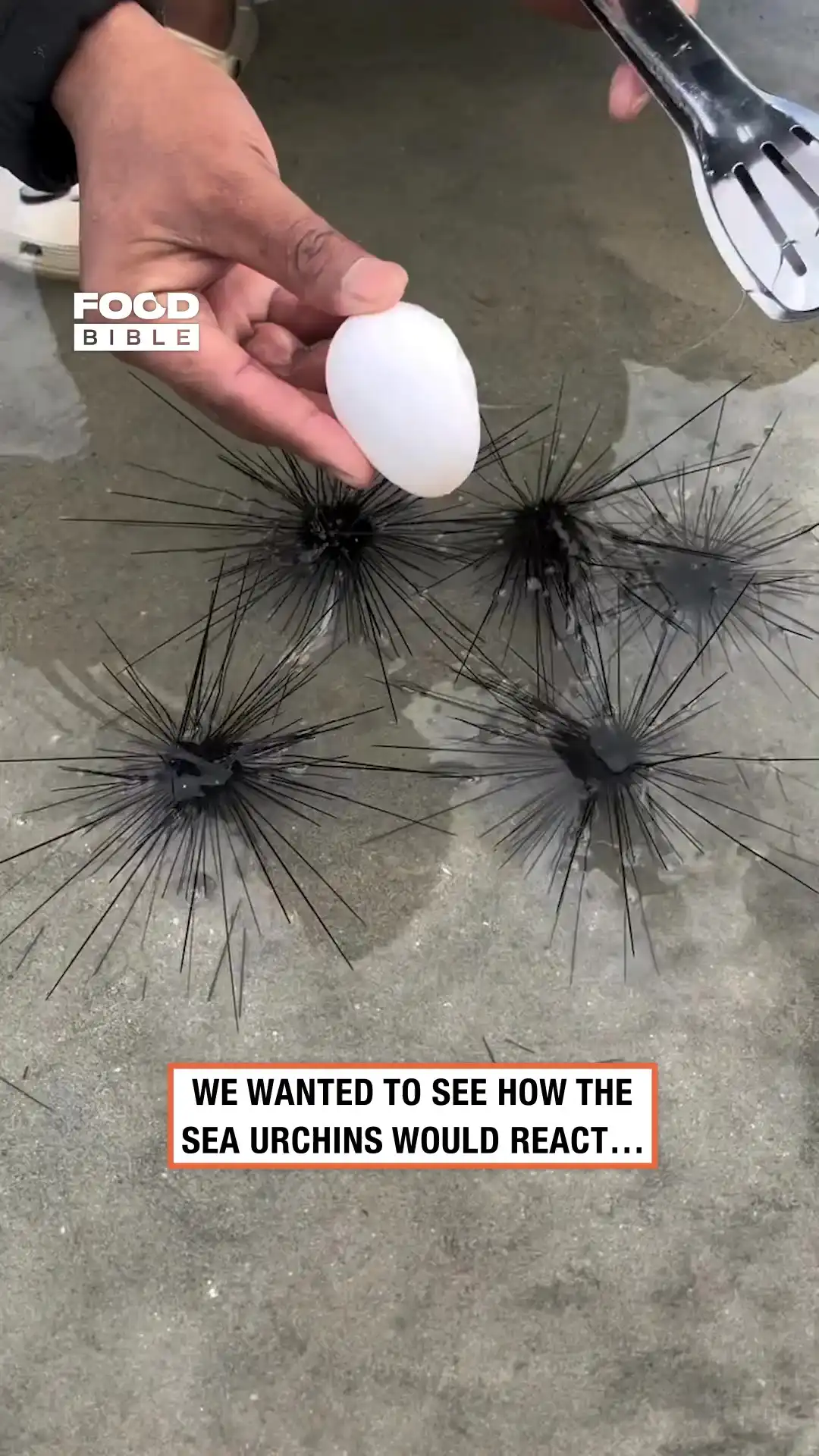 Black sea urchins moving 😯