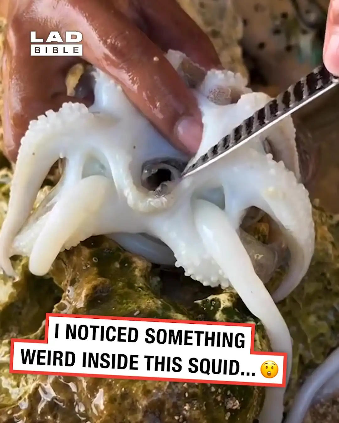 Pipe Fish Inside Squid 🦑