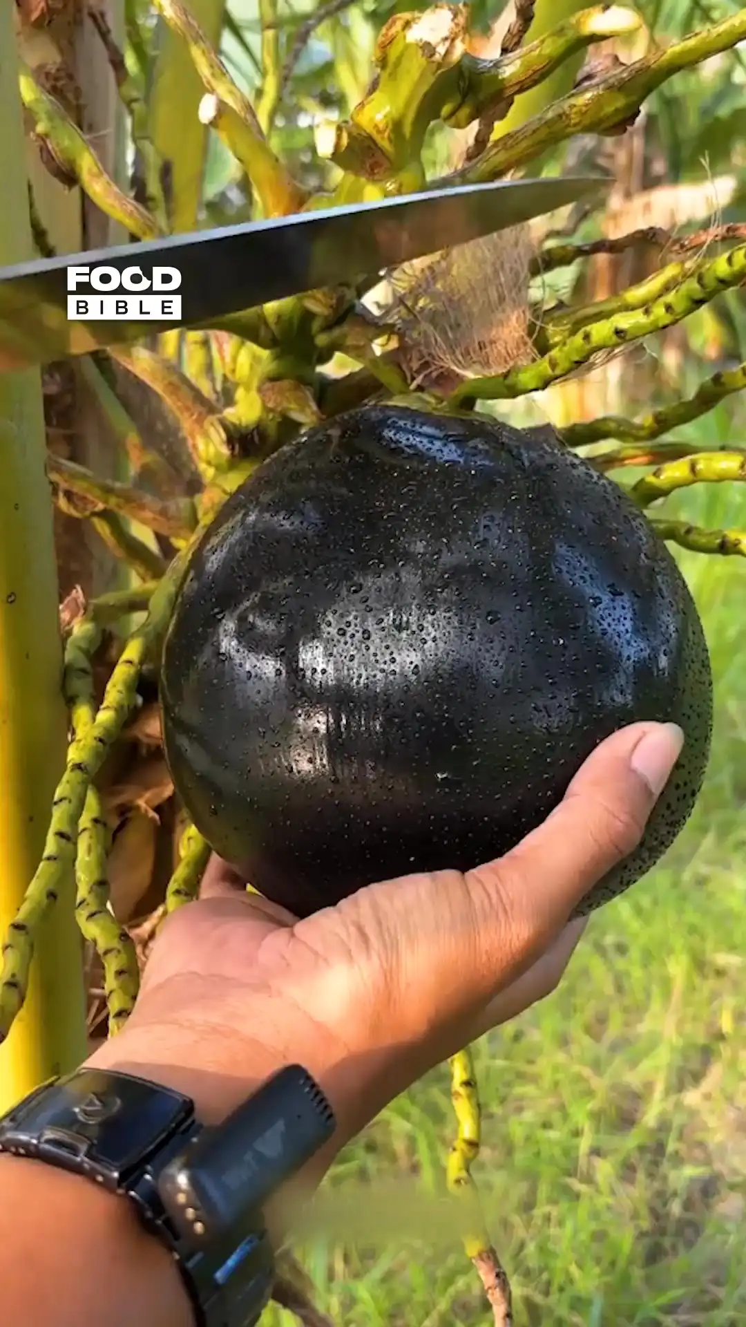 Chopping $200 coconut 🥥