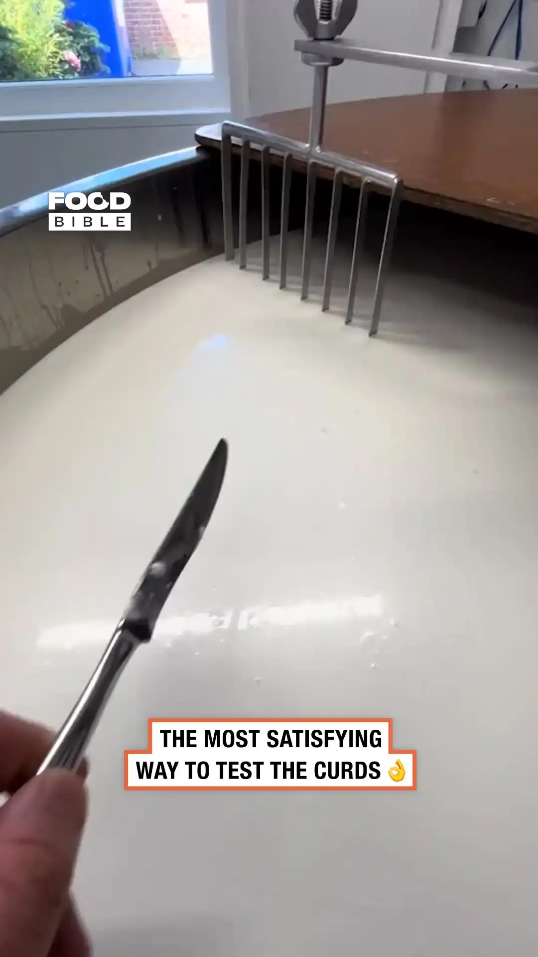 Testing curd firmness 🧀