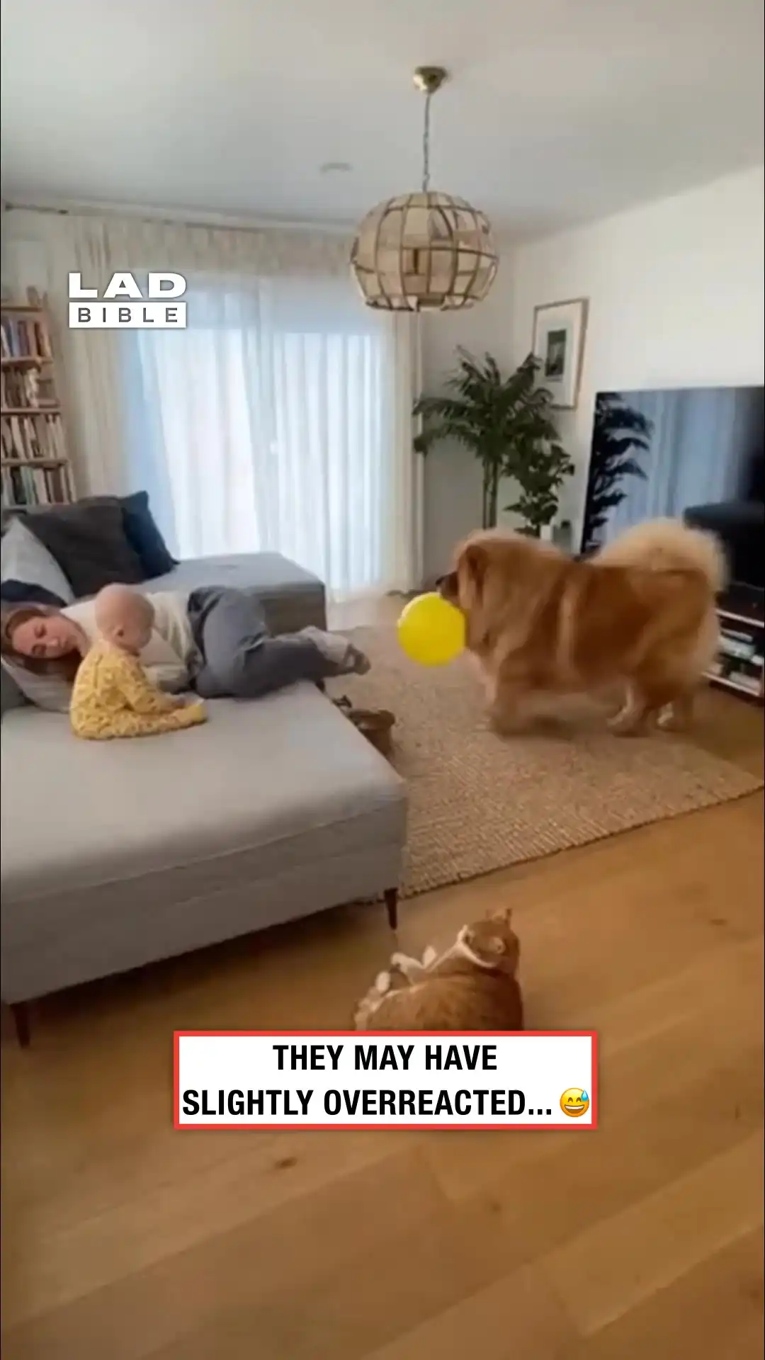 Balloon scare ends in a trashed living room 😮