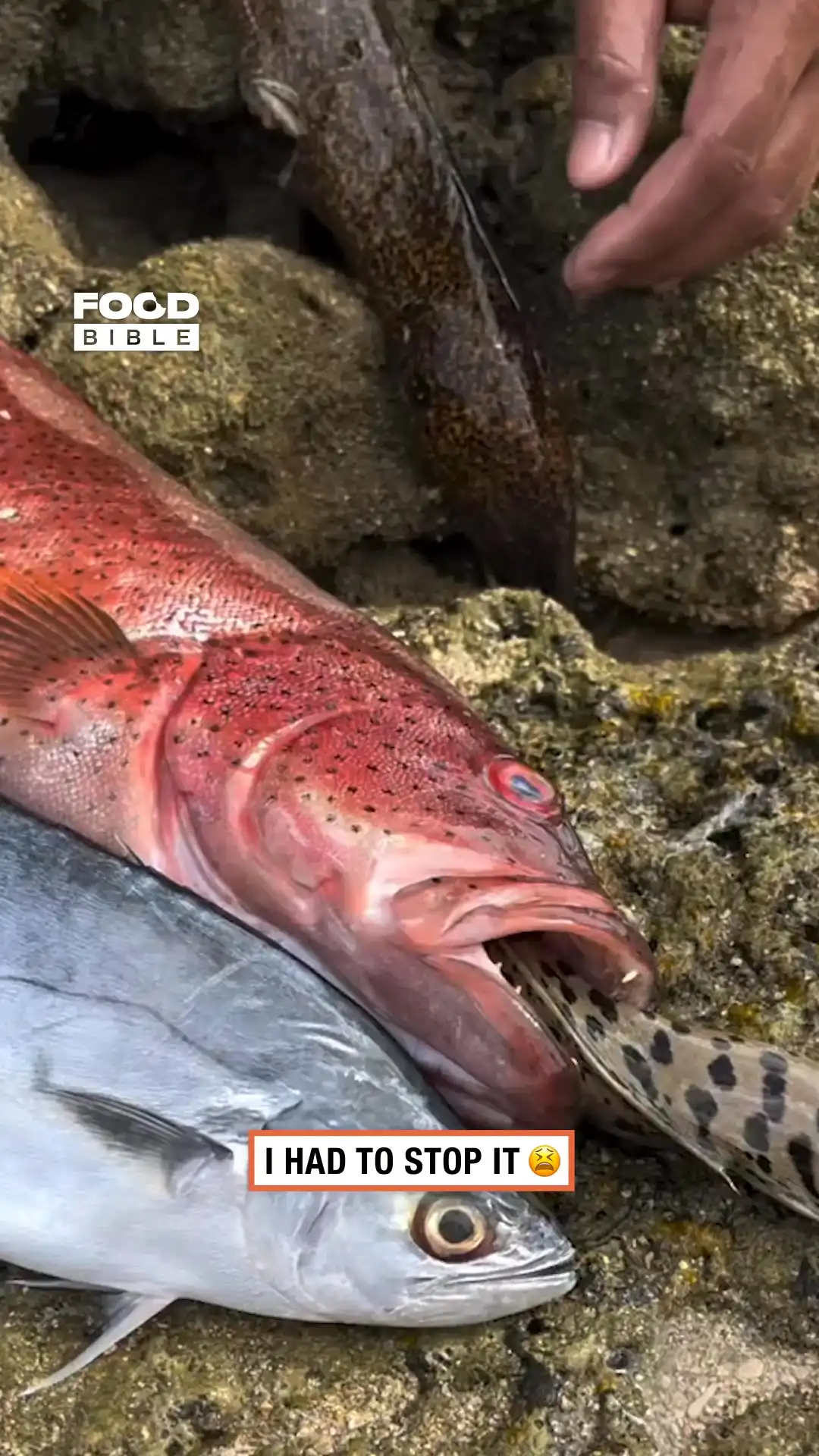 Sea snake inside a fish 🐟