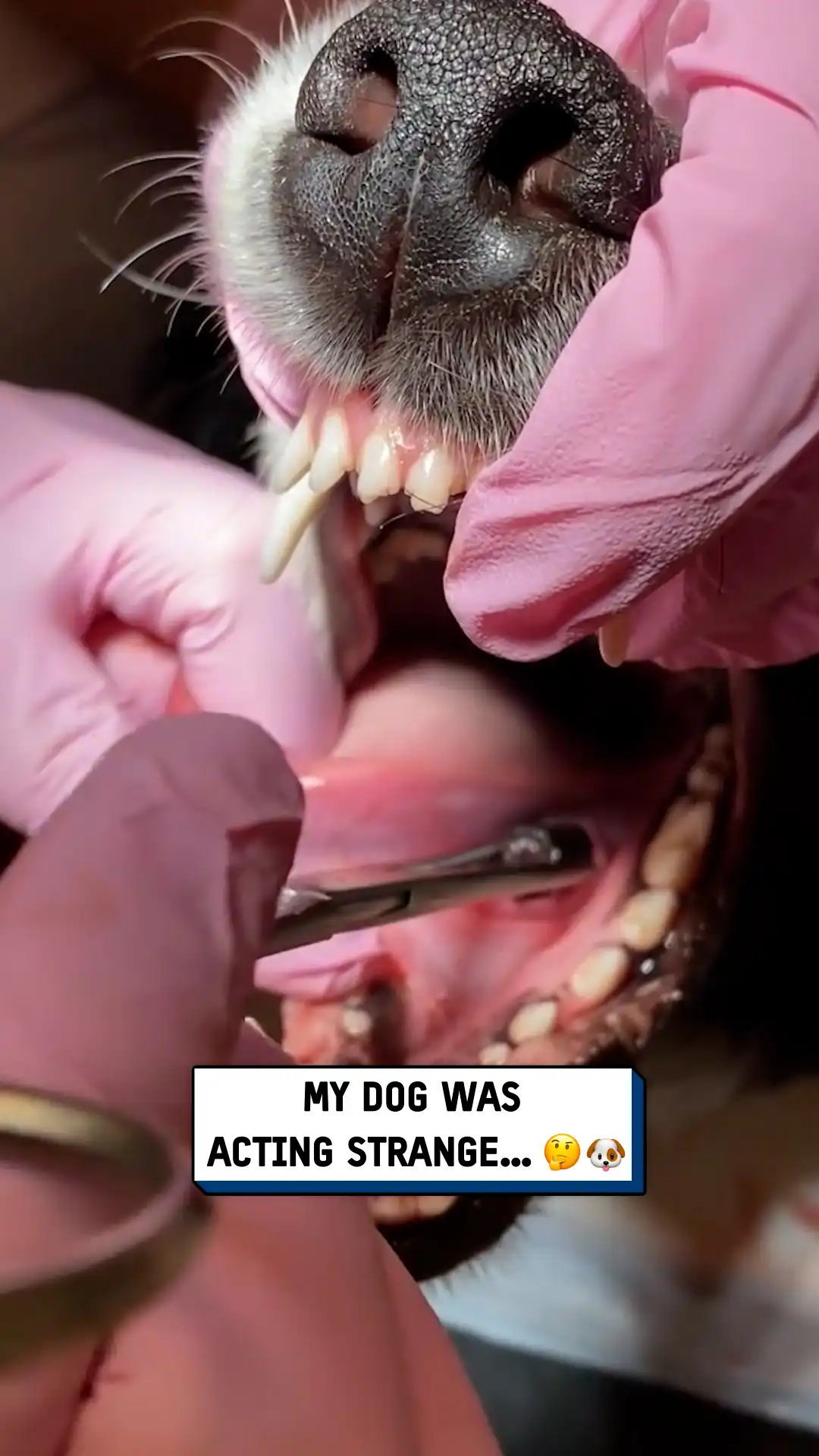 Pulling stick out of my dog's mouth 🐶😲