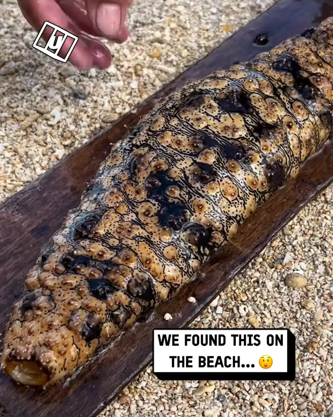 Opening up sea cucumber