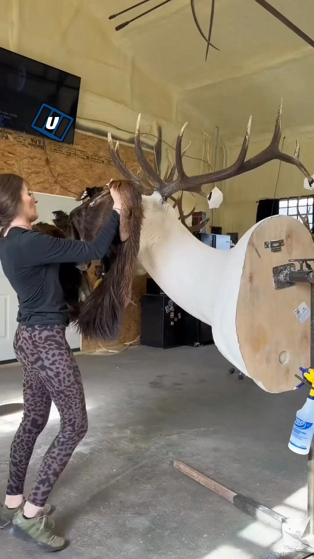 Taxidermy elk process 🦌😳