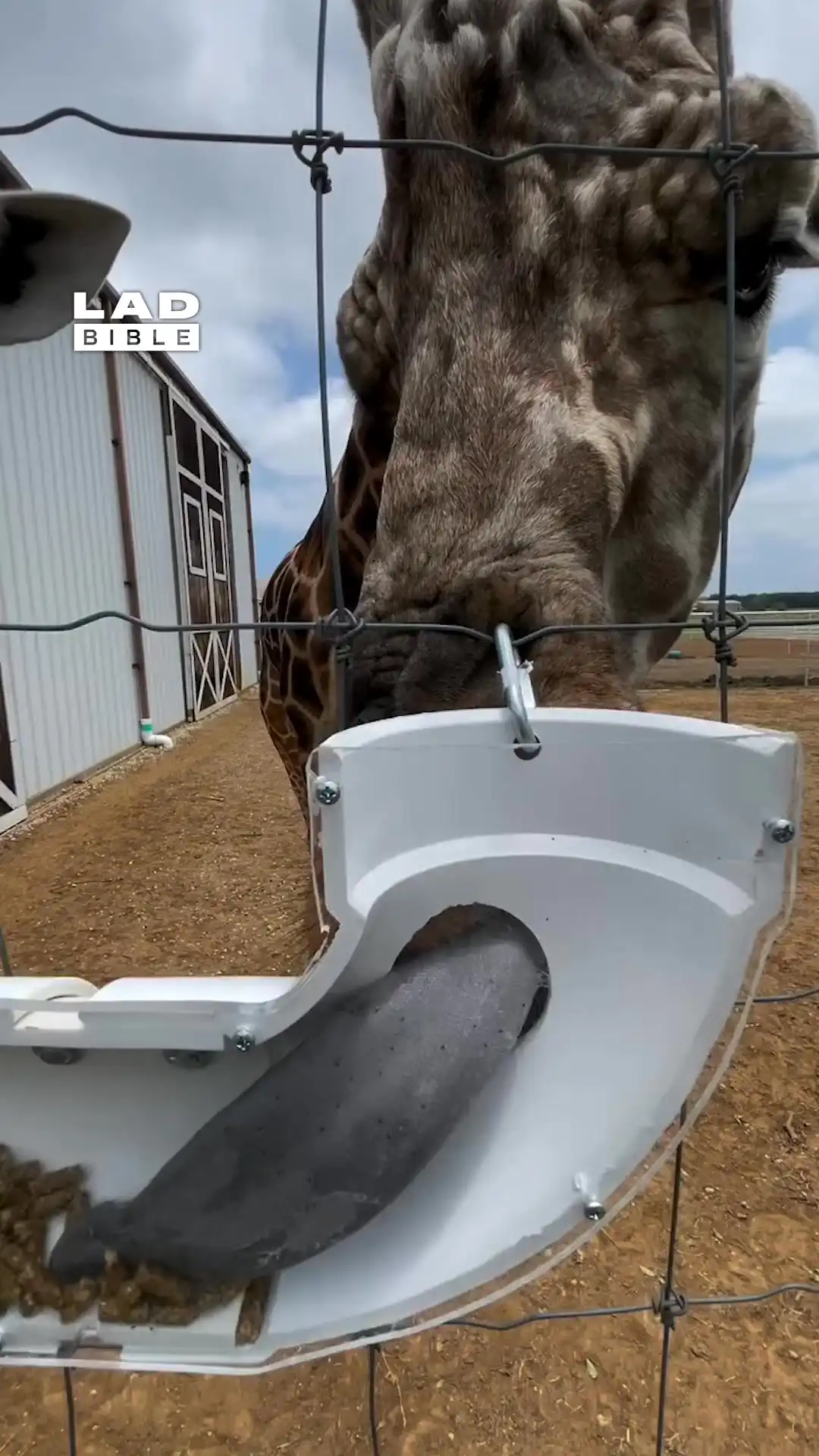 How giraffes actually eat 🤯🦒