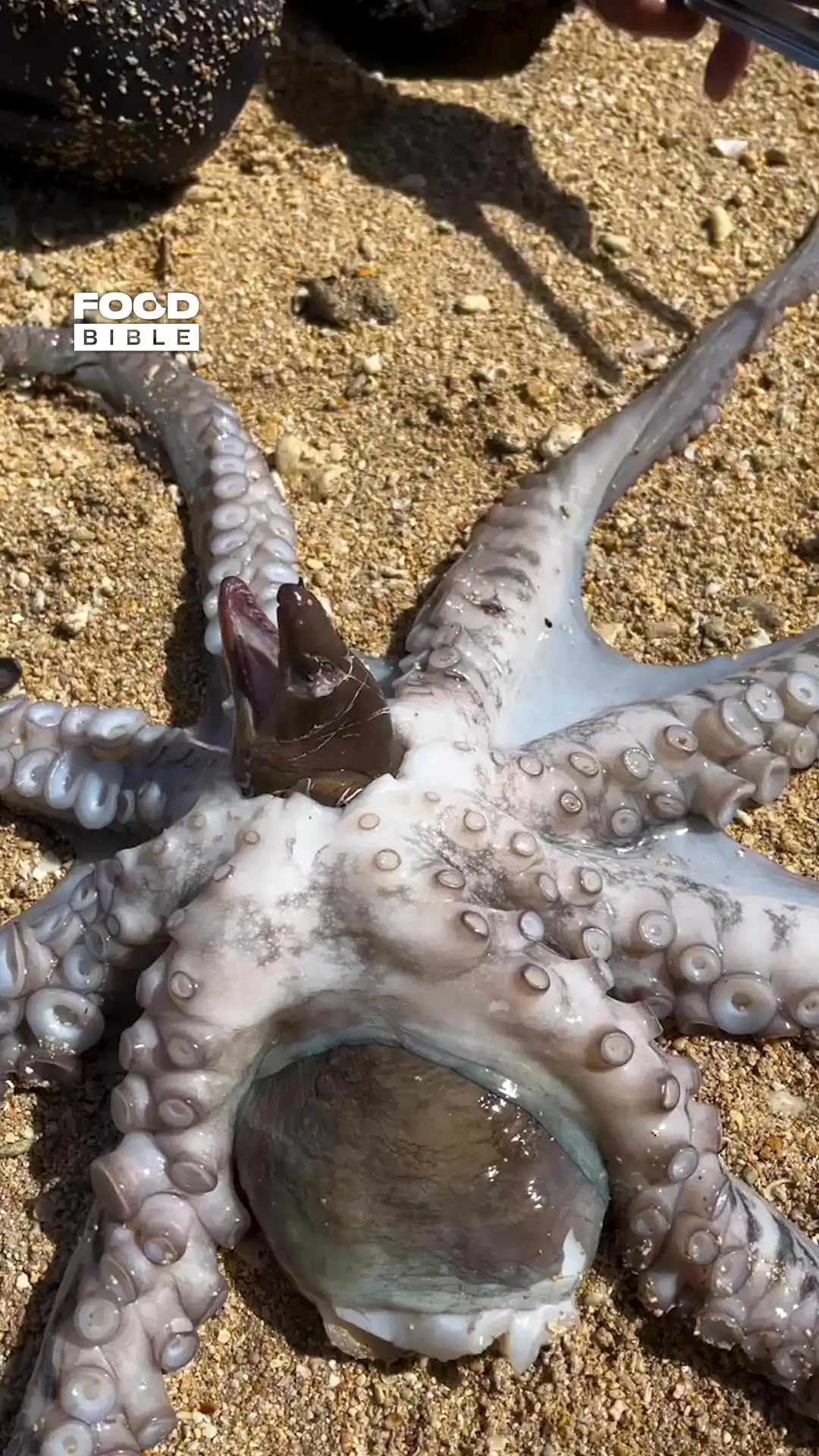 Eel inside octopus 🐙