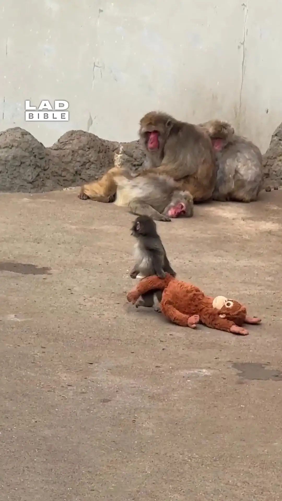 Viral baby monkey finally got adopted 🥲❤️