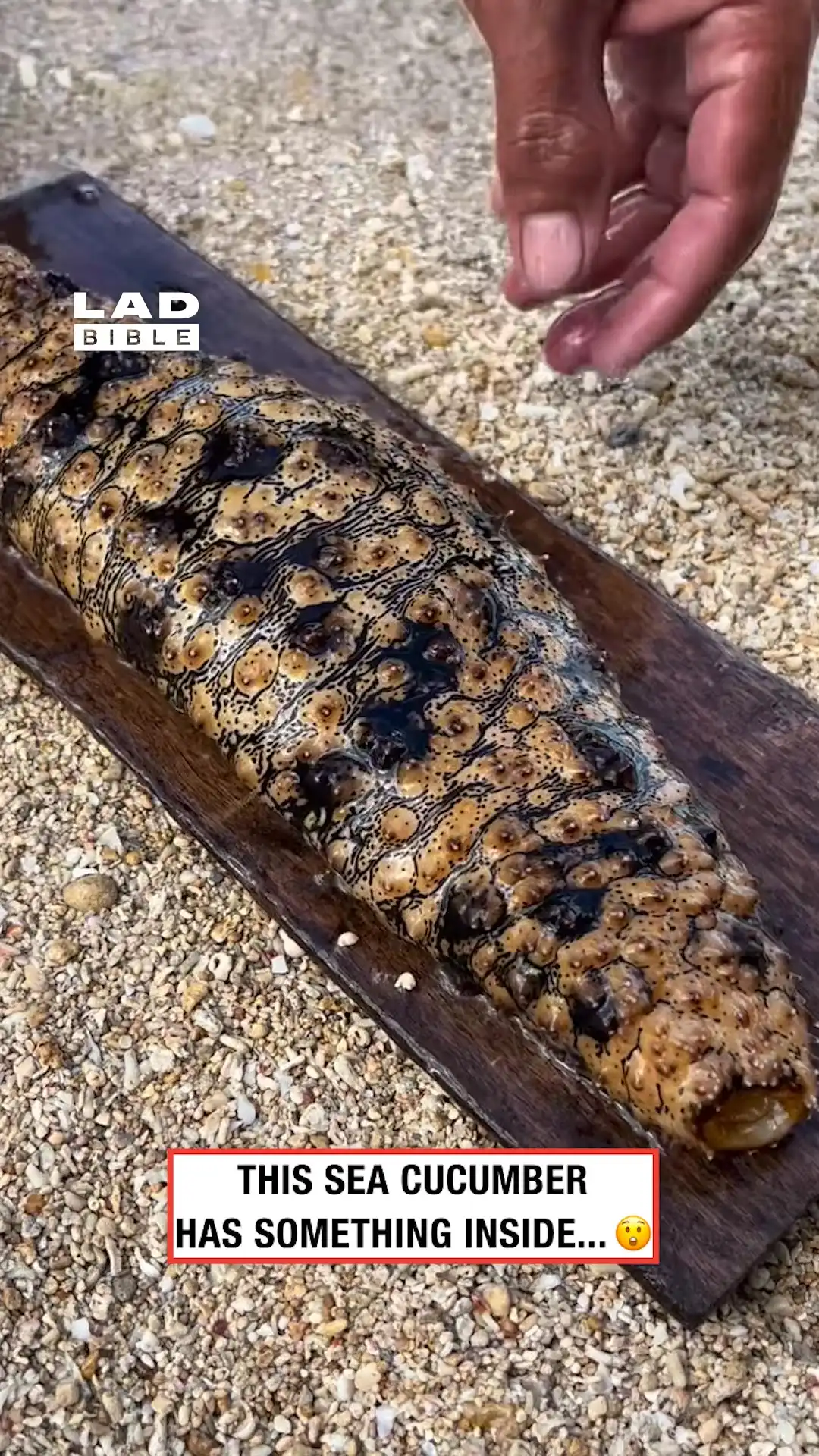 Opening up a sea cucumber 😲