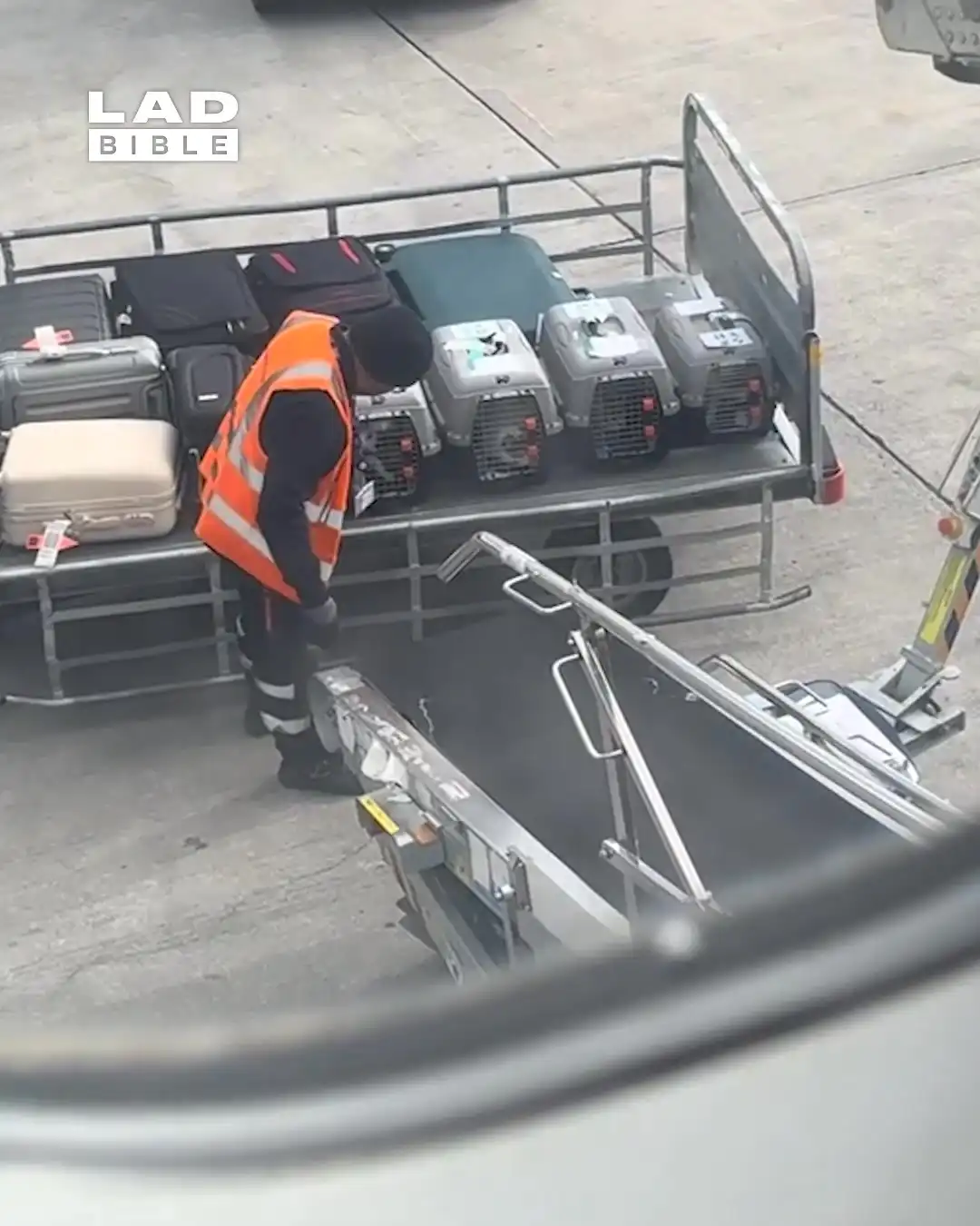 Airport handler gently unloads cats from the plane 🥹