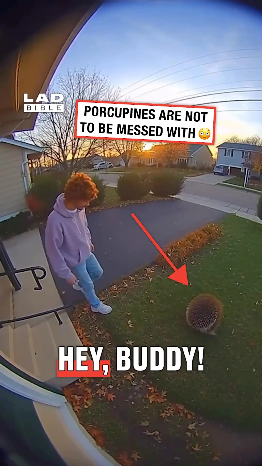 I got a bit too close to the porcupine 😳