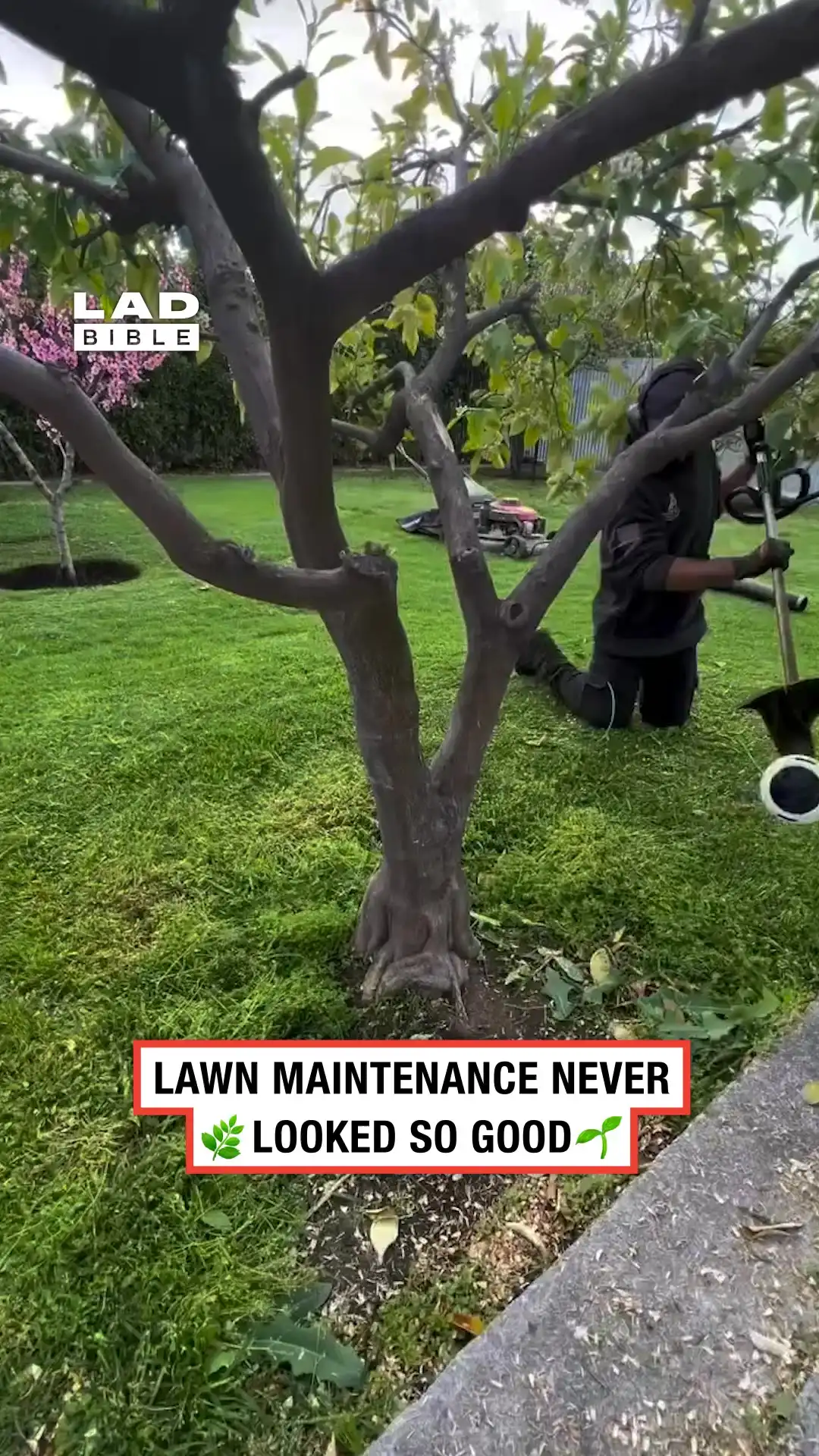 Satisfying lawn maintenance in action 🍃