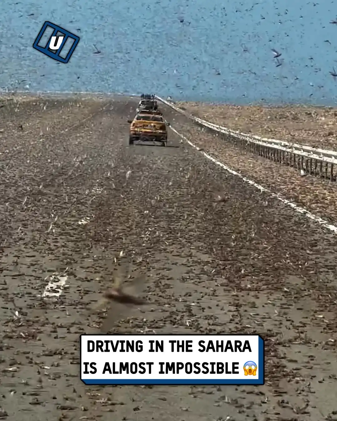 Driving through a locust swarm 🦗😰