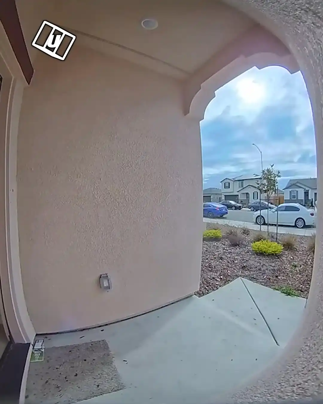 Disabled dog runs out the house