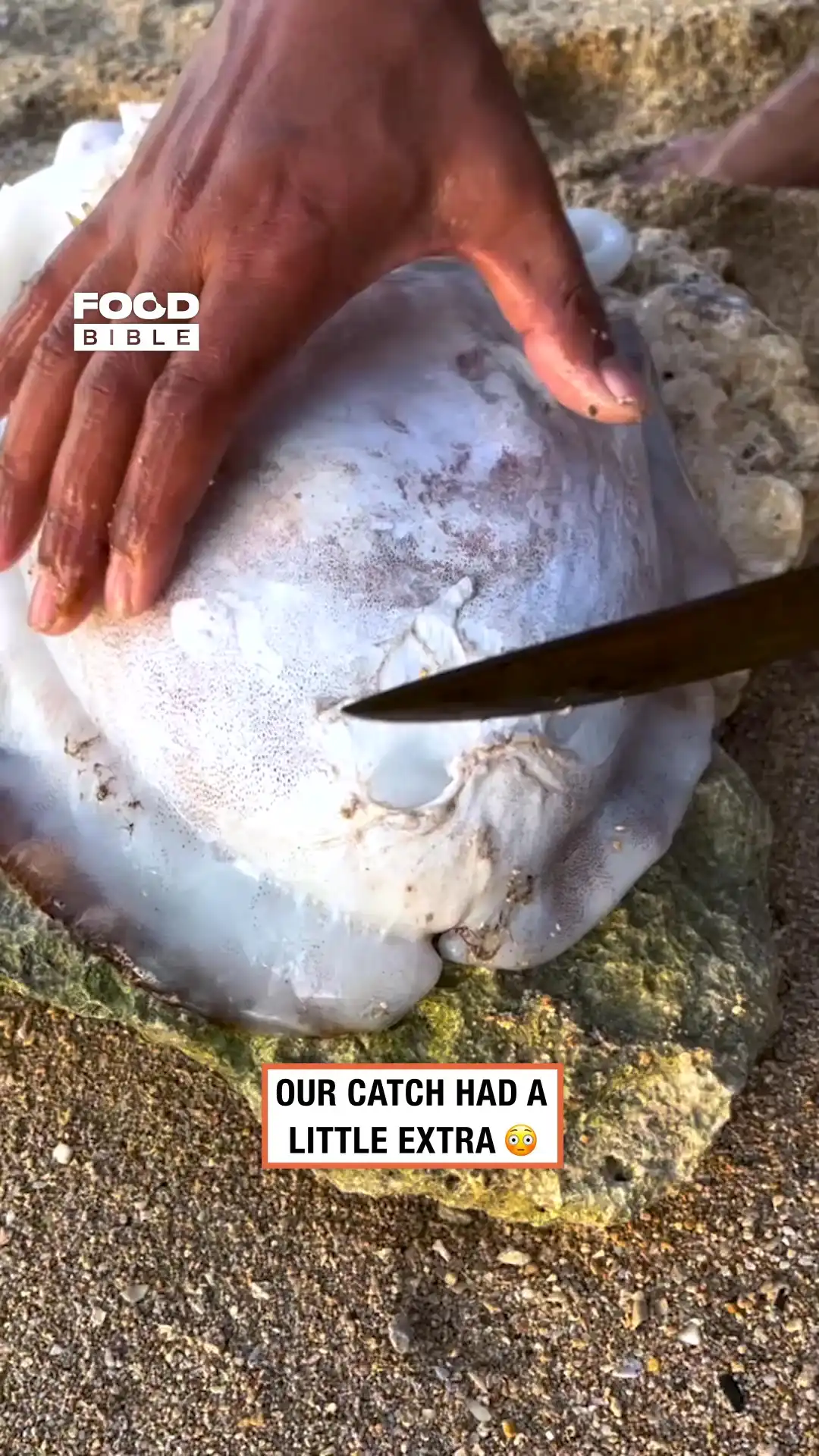 Cuttlefish caviar 🥚