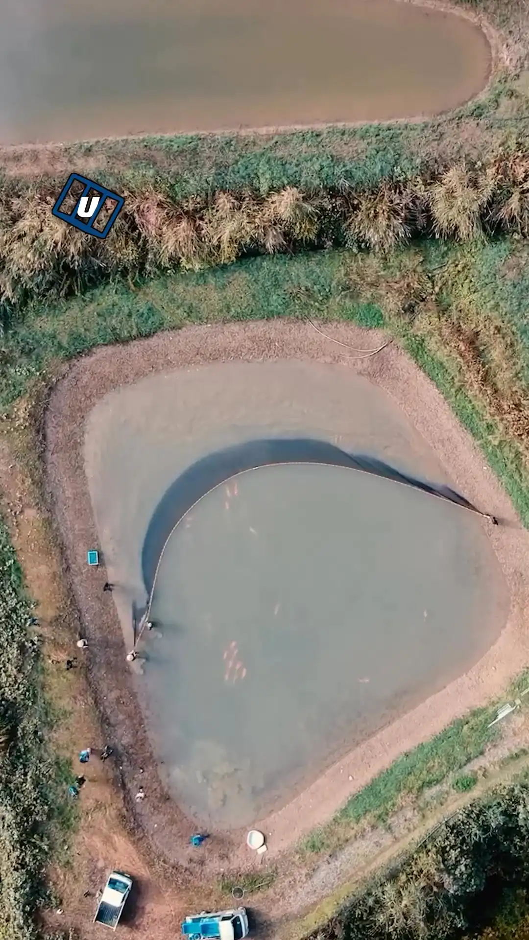 Harvesting koi fish 🐟😲