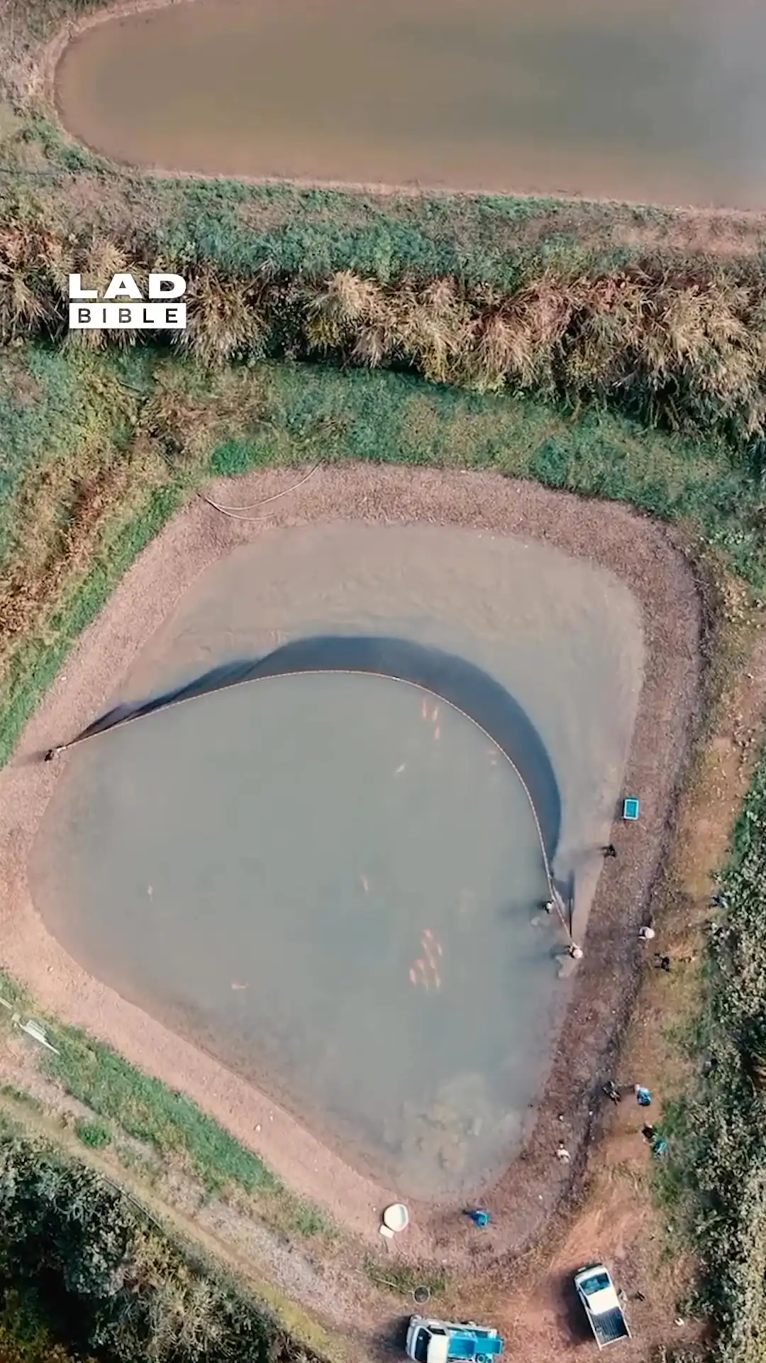 How we harvest pond fish 🤯🐟