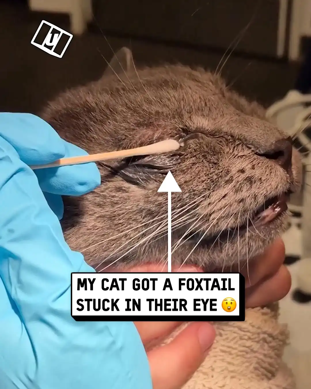 Removing foxtail from cat's eye