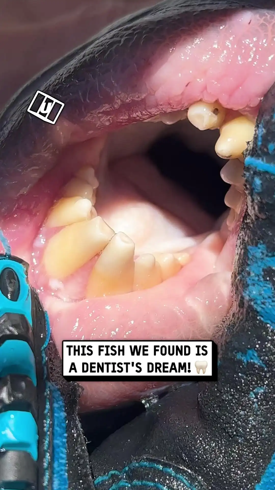 Triggerfish With Human Like Mouth