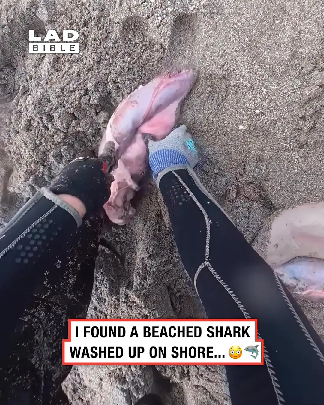 Diver saves babies from inside beached shark 😮🦈