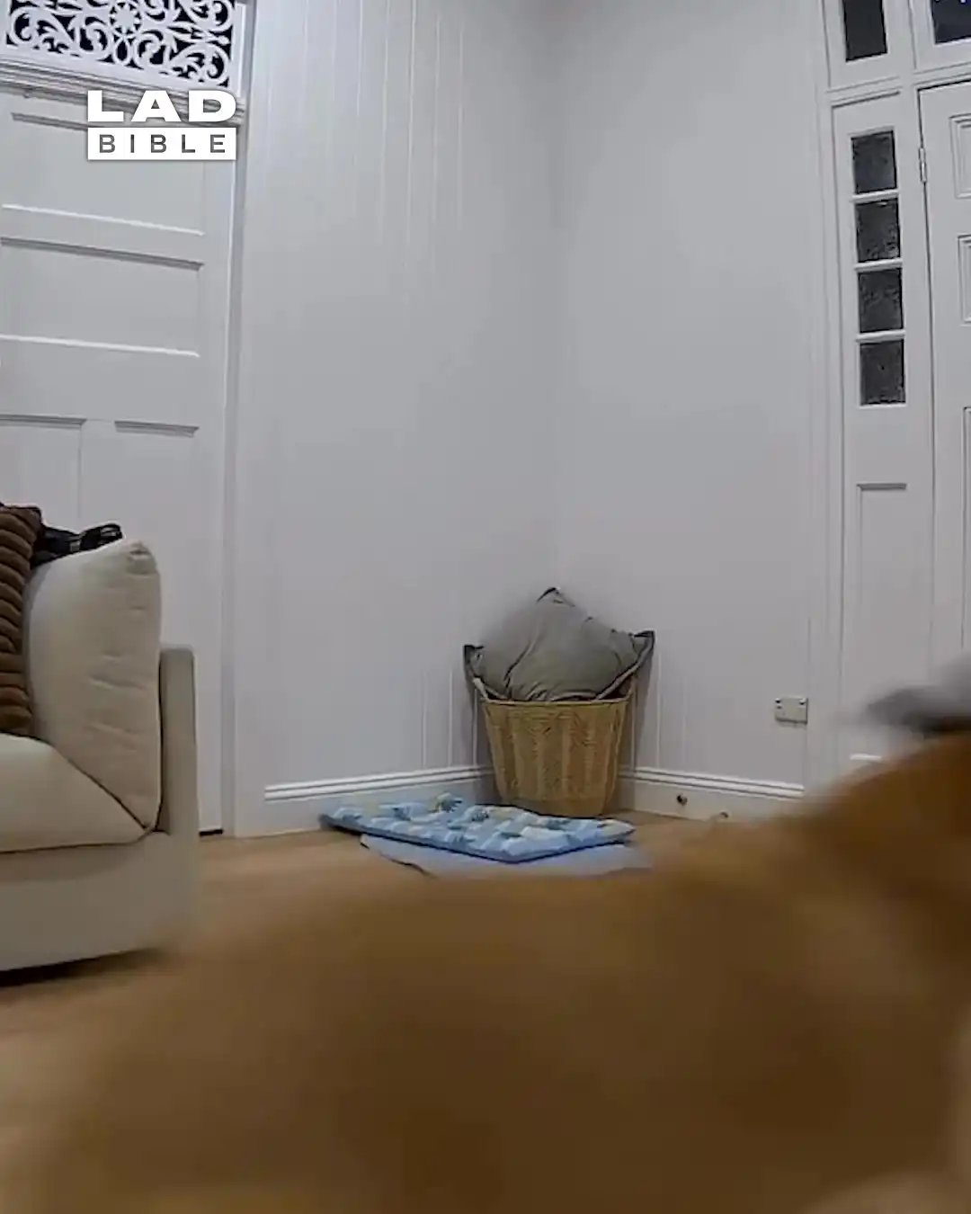 My new mirror fell on our dog 😨