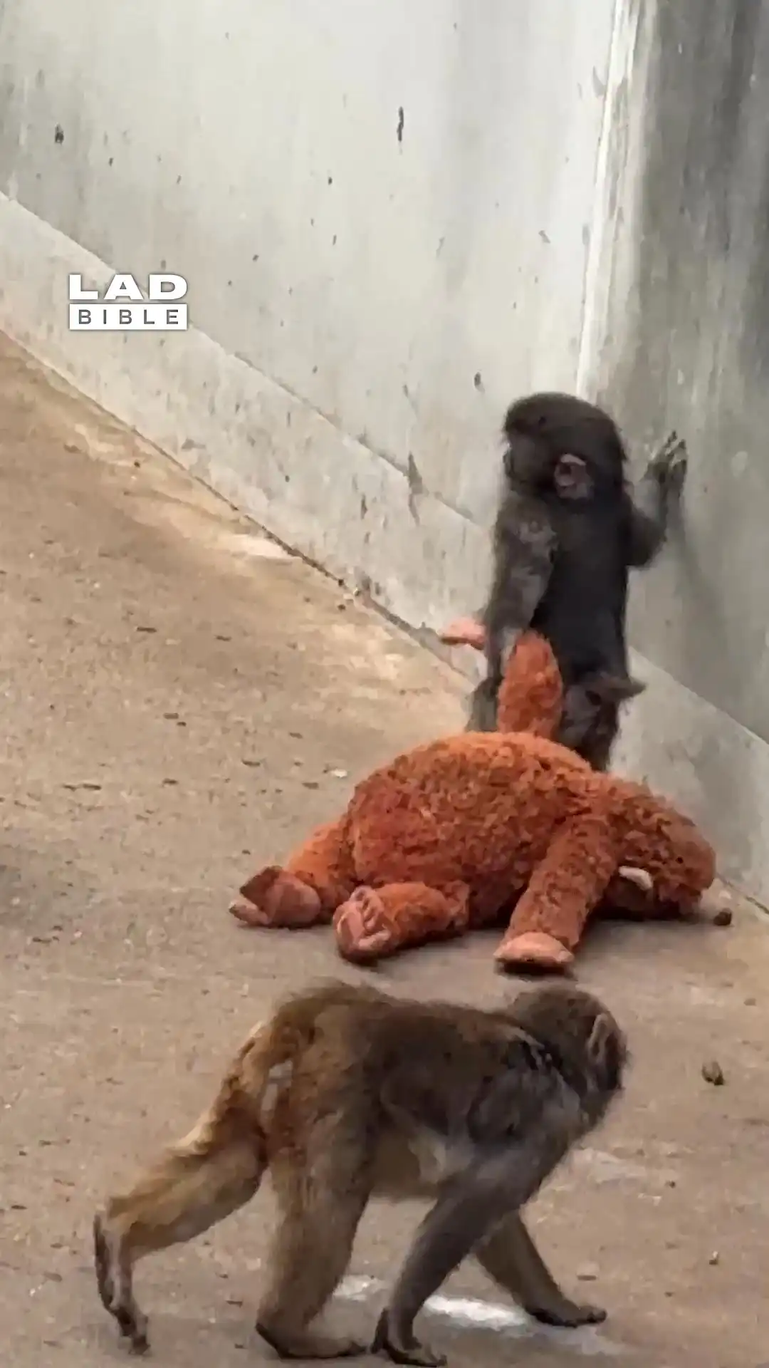 Viral monkey has finally made a real friend 🥲