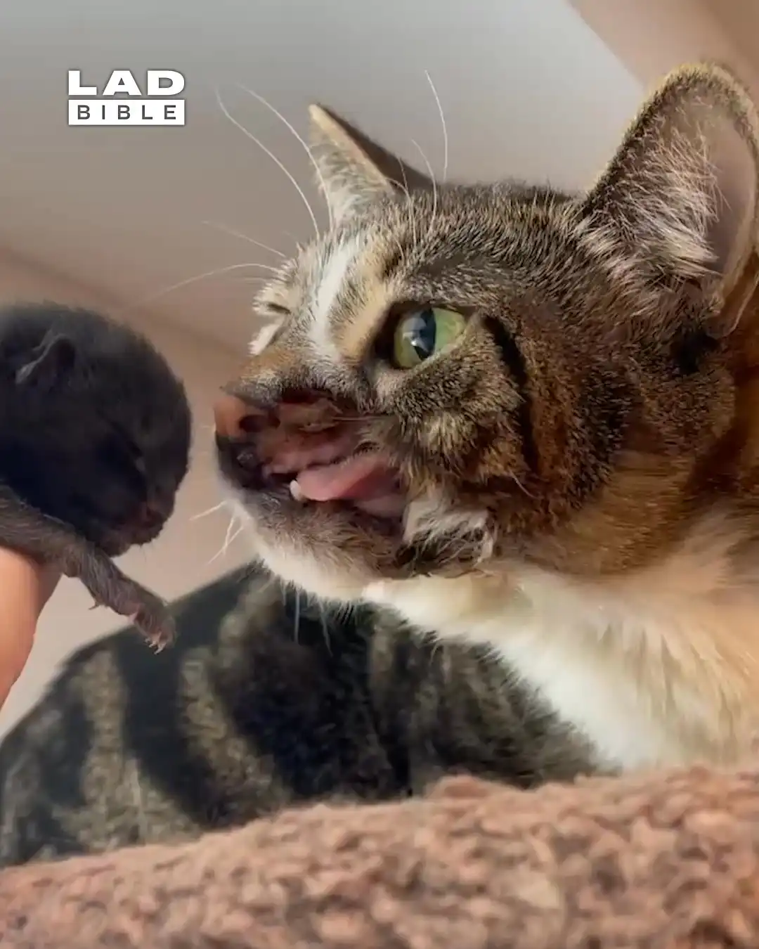 My cat lost half his mouth 🤯🐱