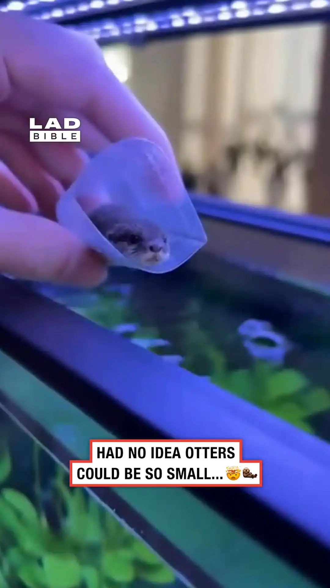 The smallest baby otter 😮🦦