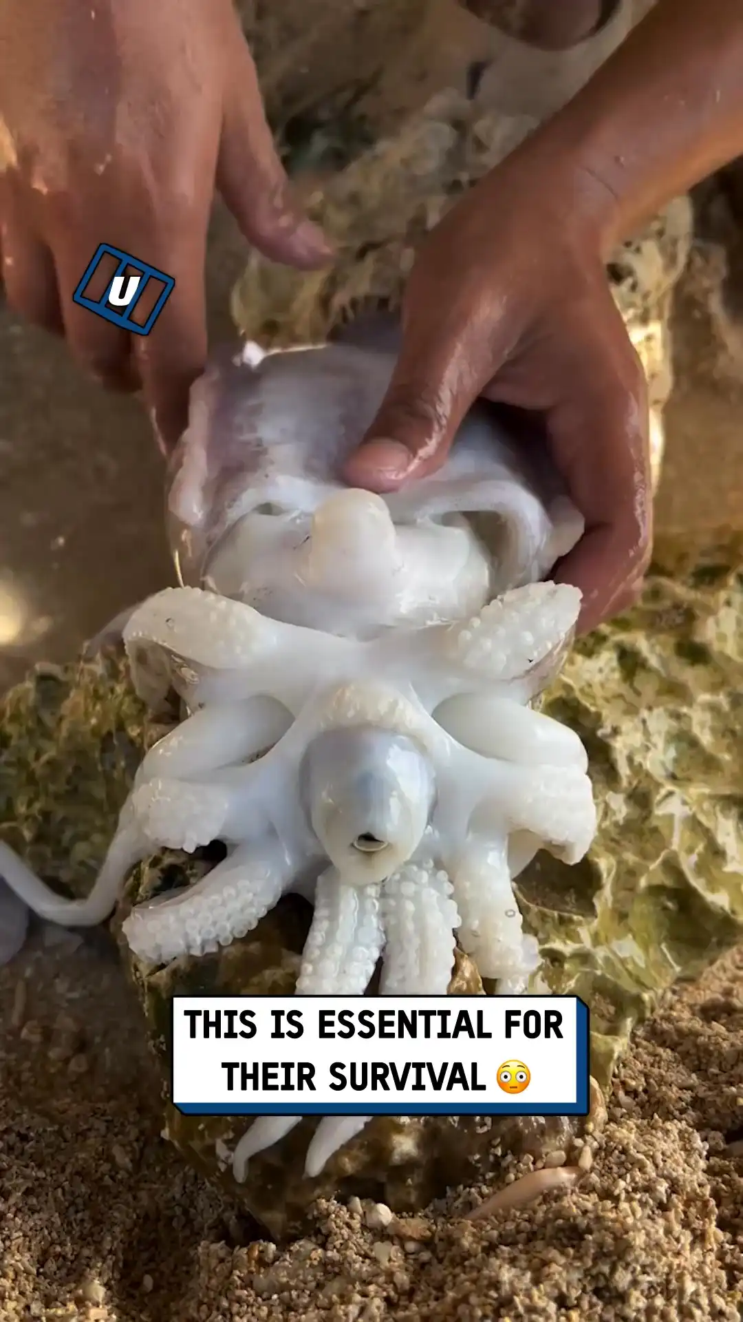 Creepy cuttlefish 🎣😱