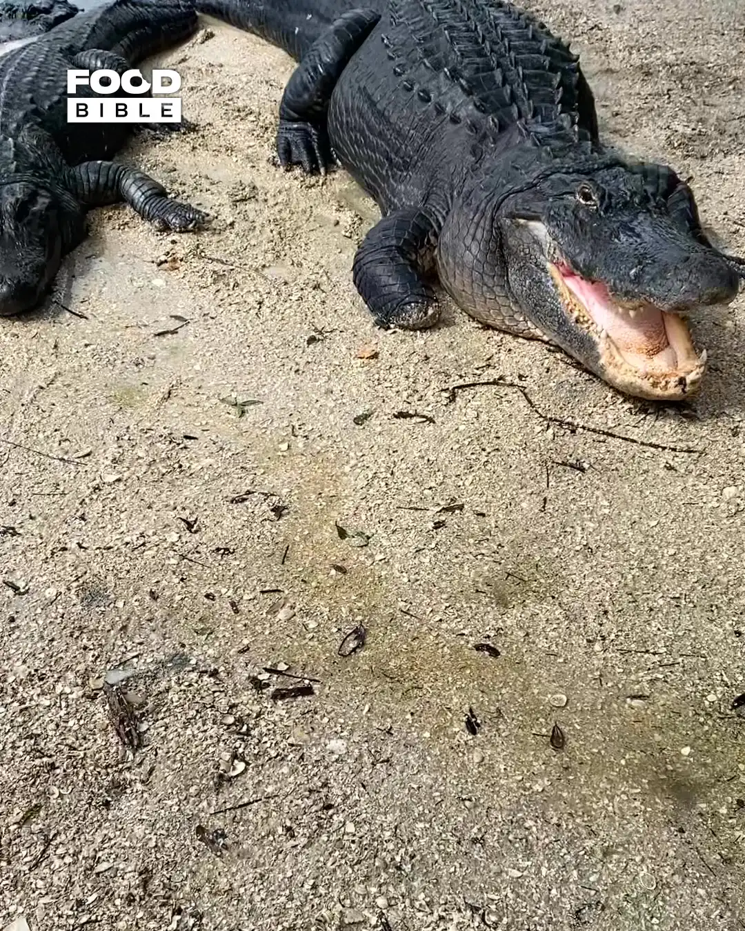 Alligator feeding time 🐊