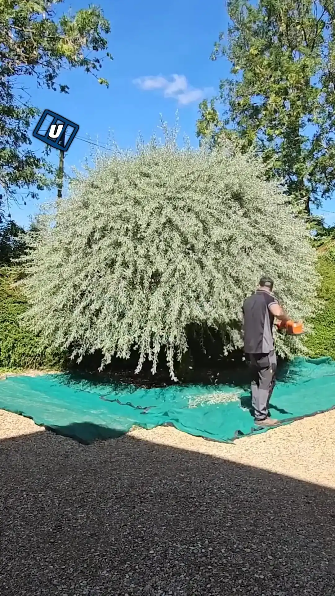 Satisfying hedge trimming 🌳🪚