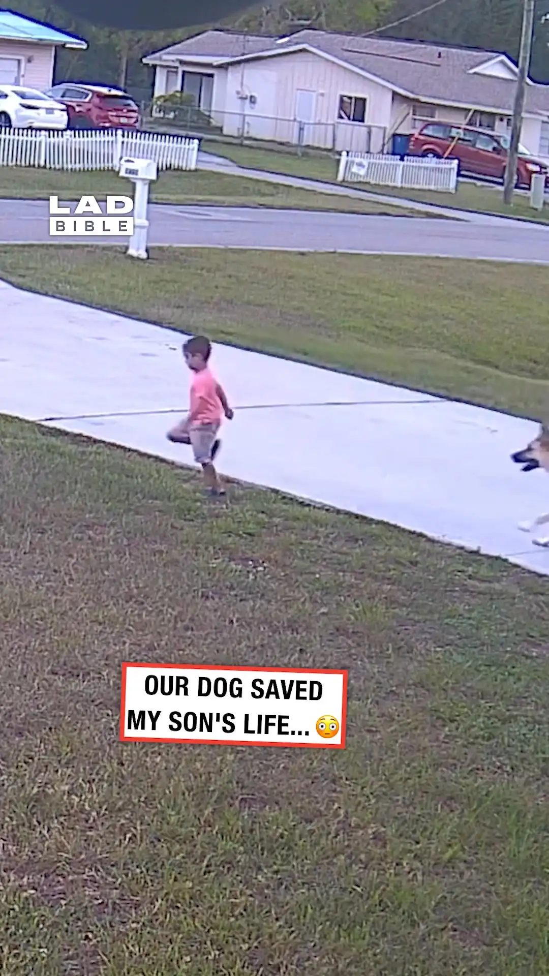Dog Protects Boy From Attack π¨