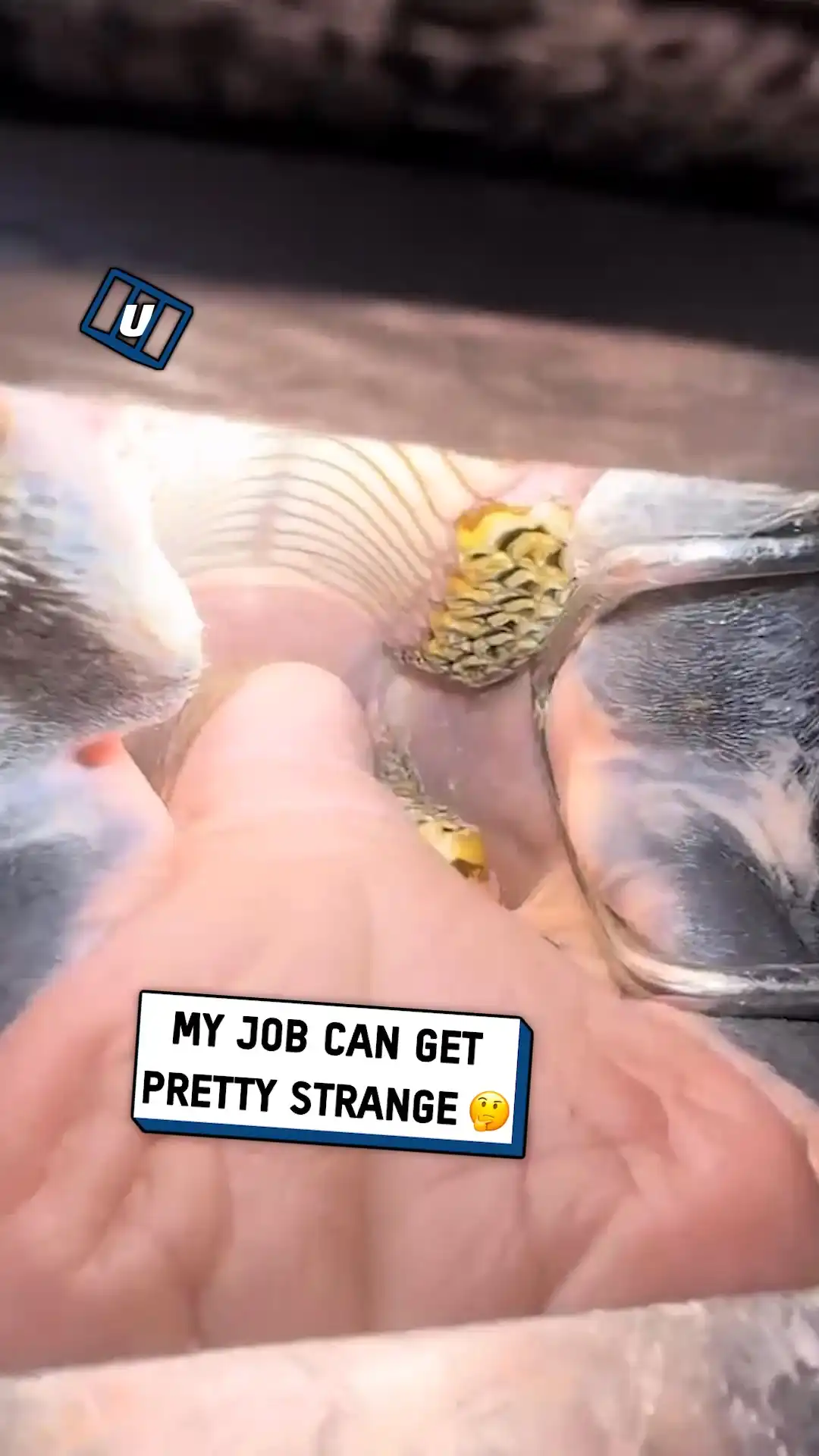 9x16 Horse dentist lad fb ST00157238 1