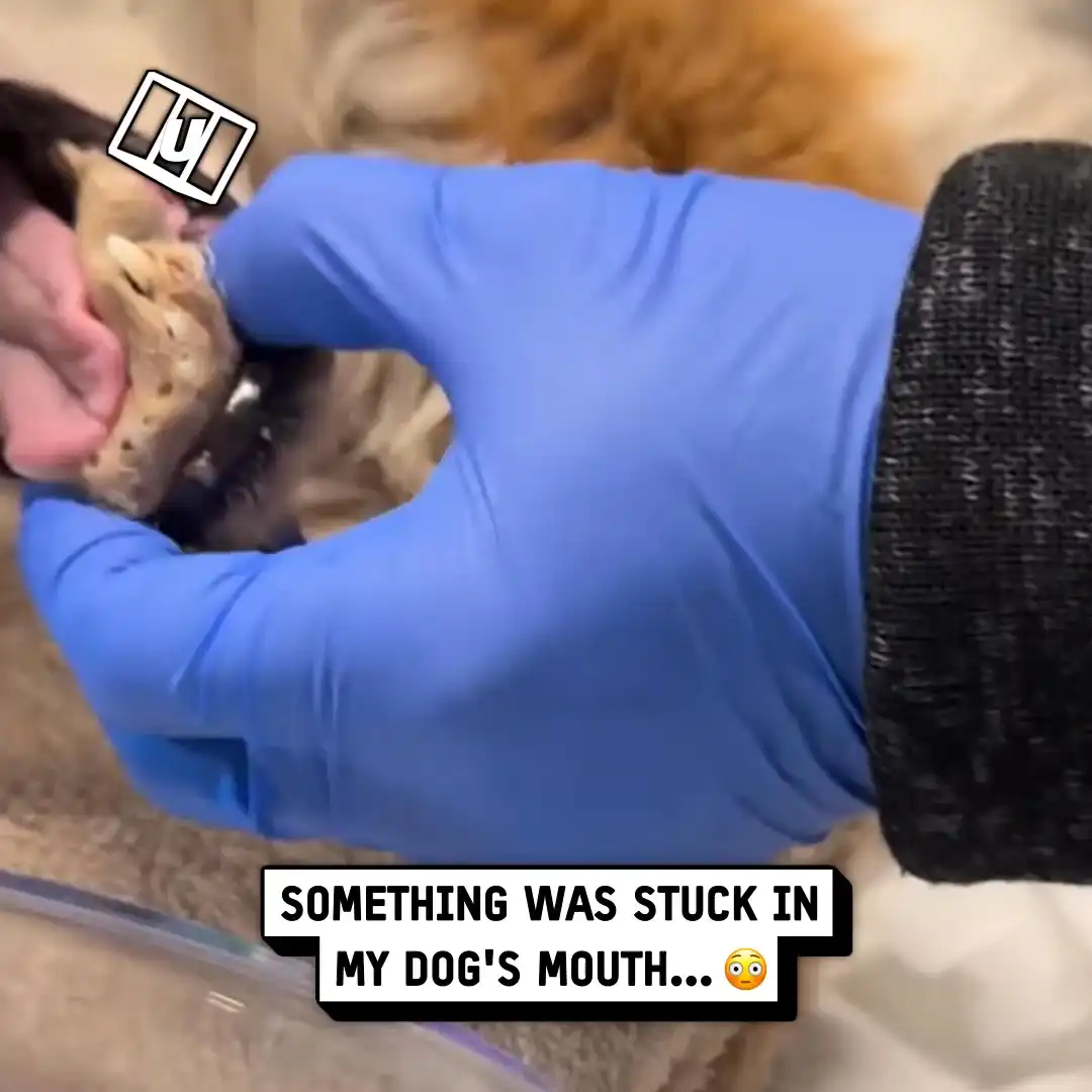 My dog had something stuck in its teeth 😳🦷