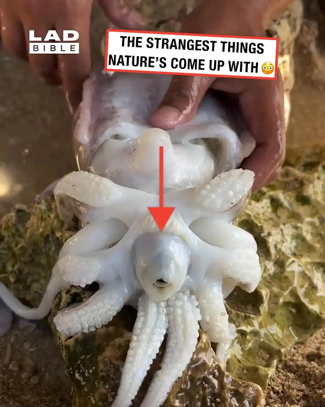 Meet the cuttlefish 😳