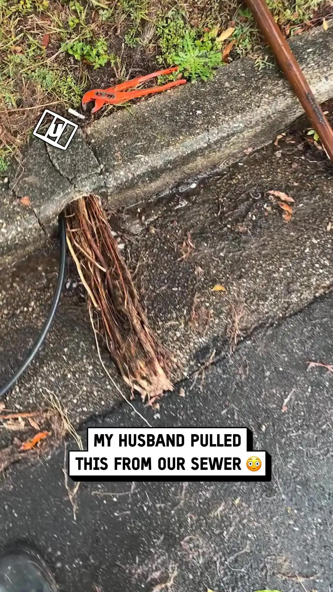 Husband pulls giant root from sewer