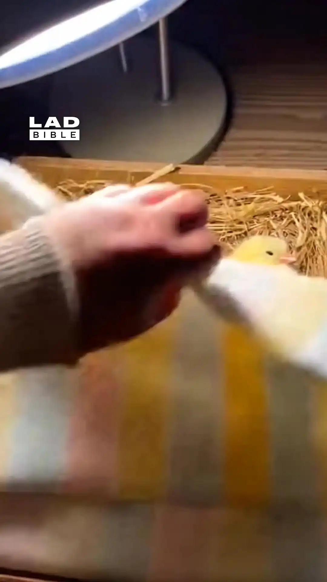 Putting my baby chicks to bed 🐣😴