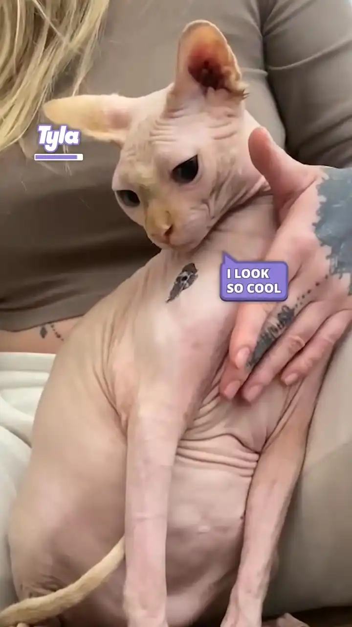 This cat is cooler than me π