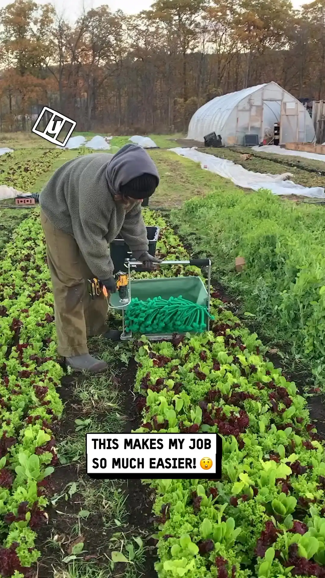 Satisfying salad harvest hack 🤤🥗