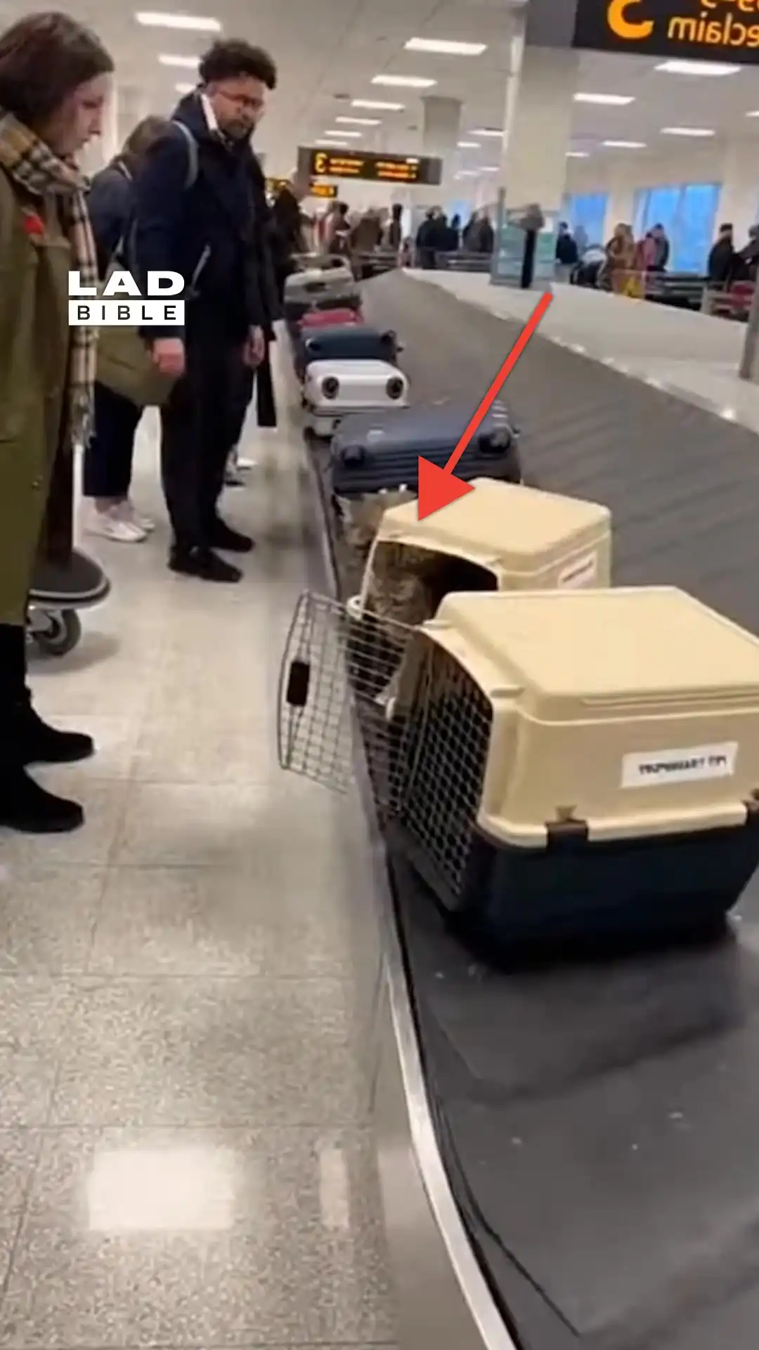 My cats escaped at the airport