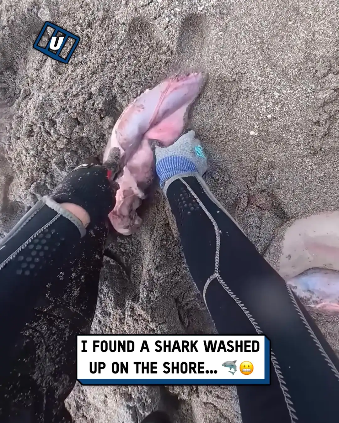 4x5 Diver saves sharks from dead mum on the beach TECH ST00160503 1