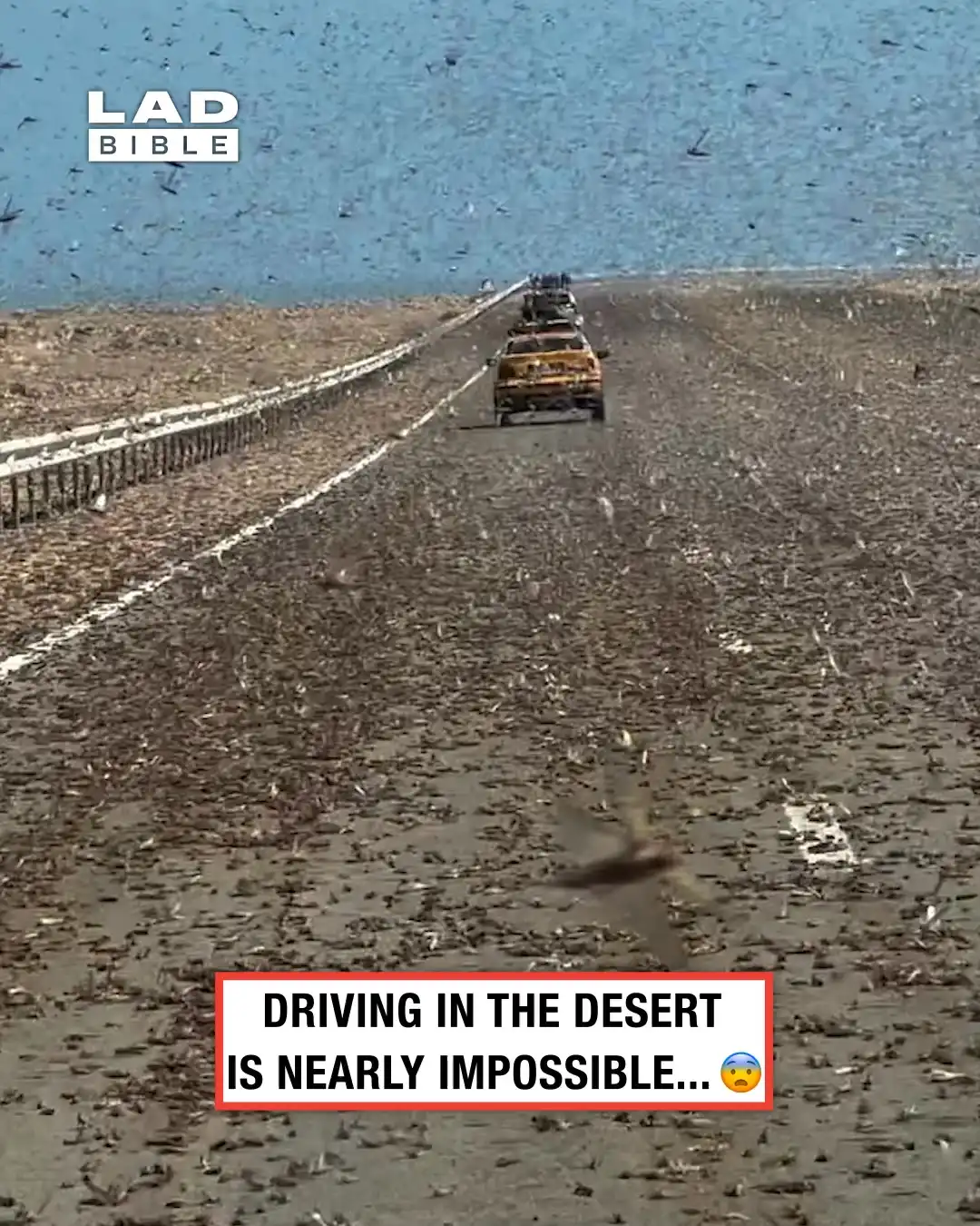 4x5 Swarm of locusts LAD ST00160016