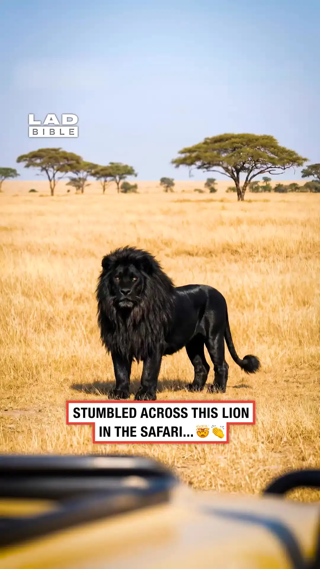 Spotted the most unique lion π€―π¦