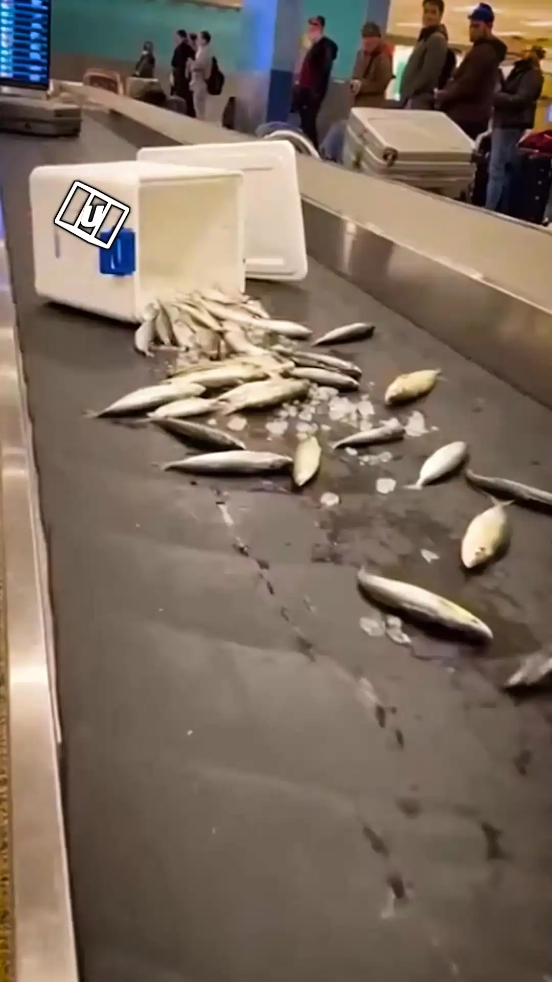 Chef loses his fish at airport
